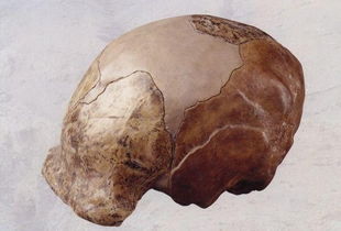 青年学者谁发现了第一个北京人头盖骨化石